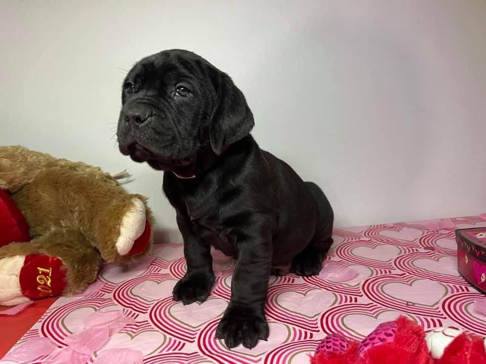 A Elite BoerBoel puppy