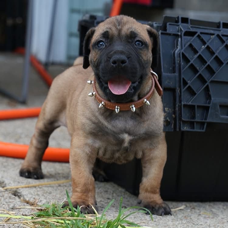Benson — BoerBoel puppy