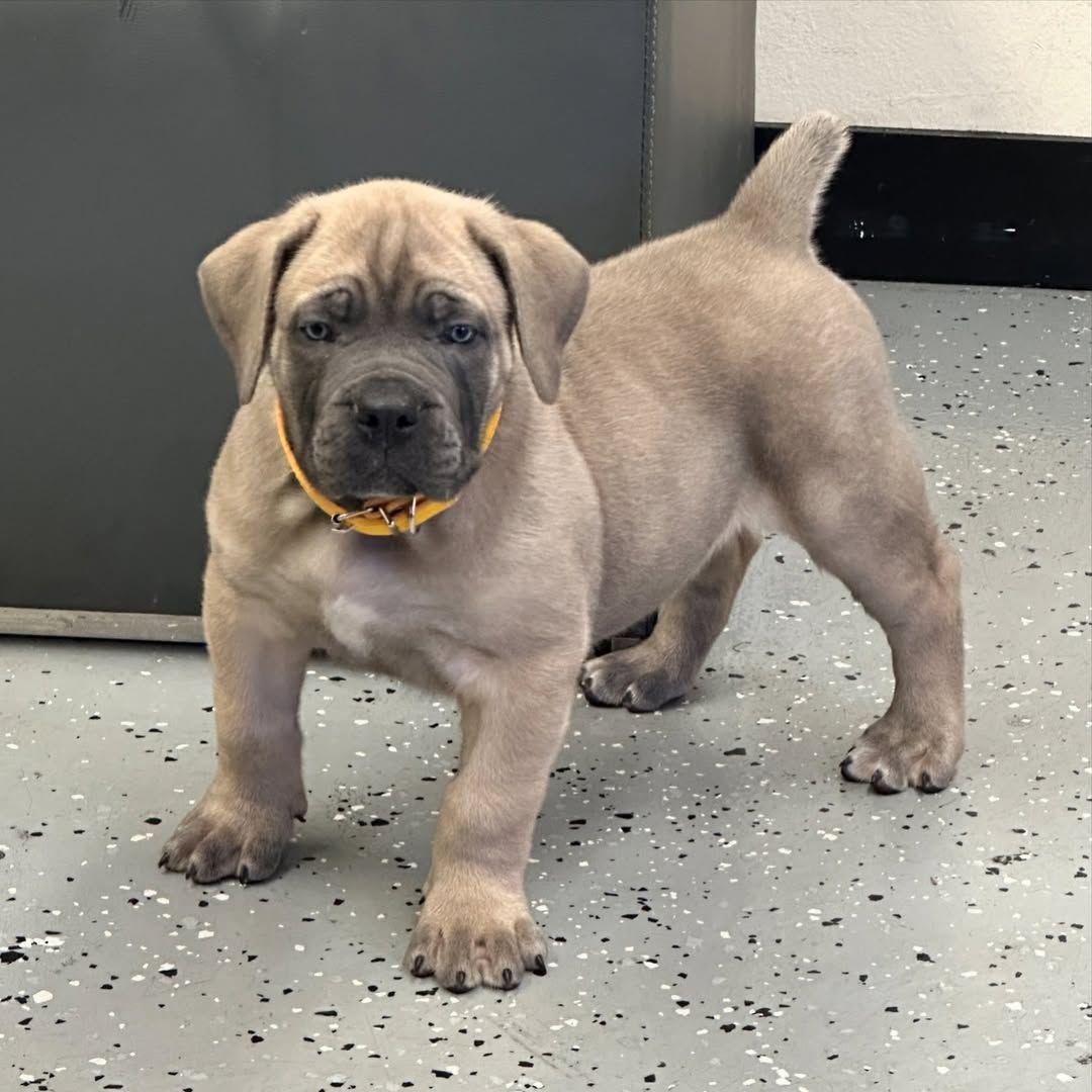 Bozo — BoerBoel puppy