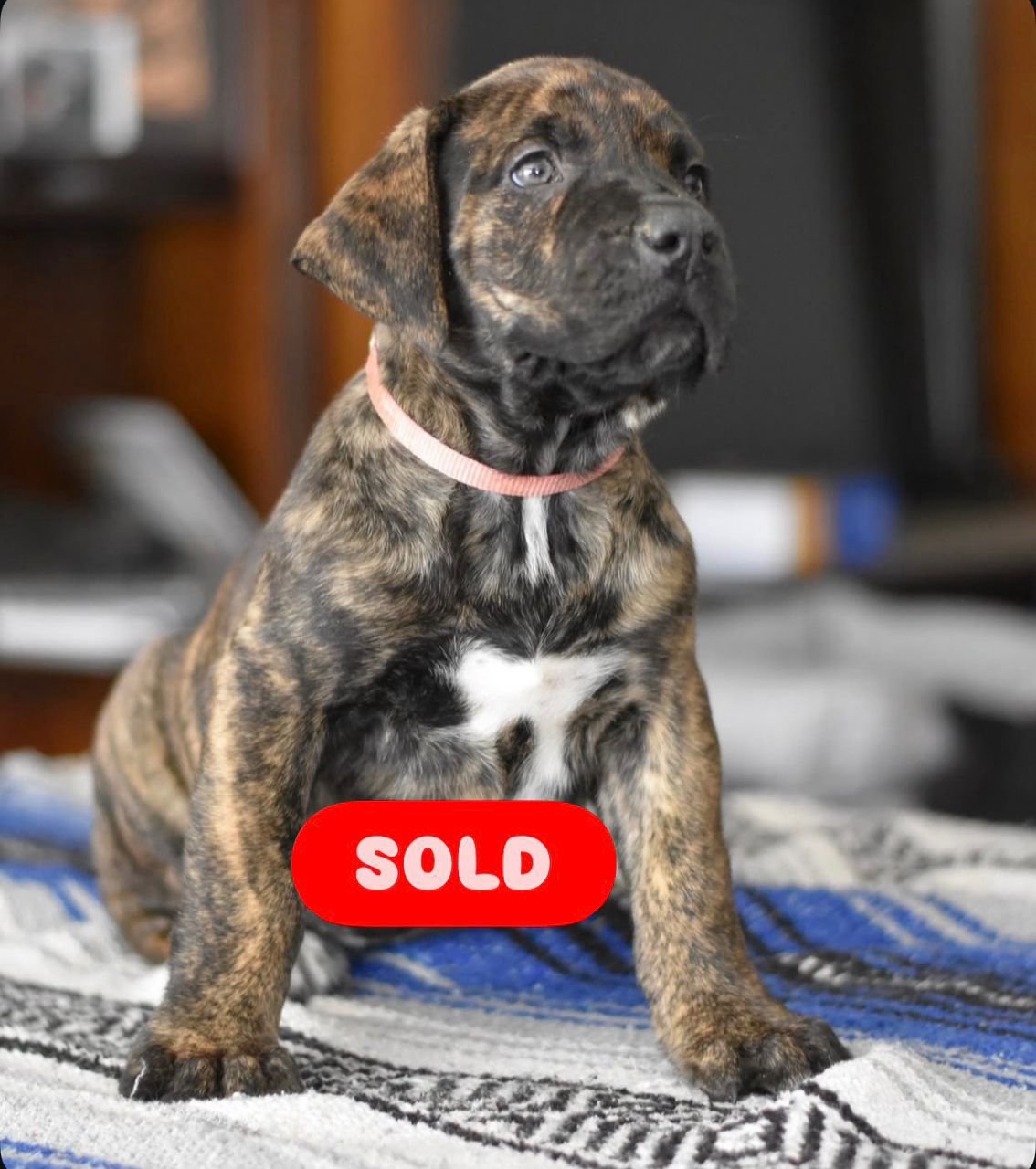 Bronx — BoerBoel puppy