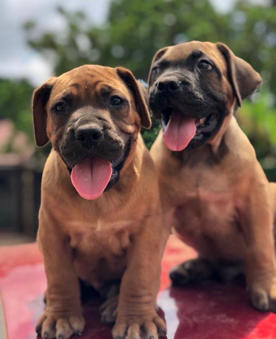 Bruiser & Duma — BoerBoel puppy 1