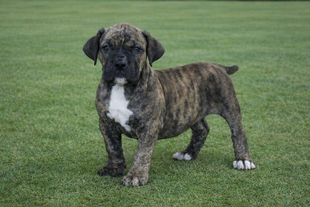 Brutus — BoerBoel