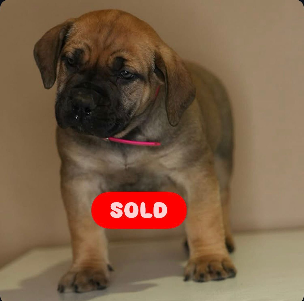Cyndi — BoerBoel puppy