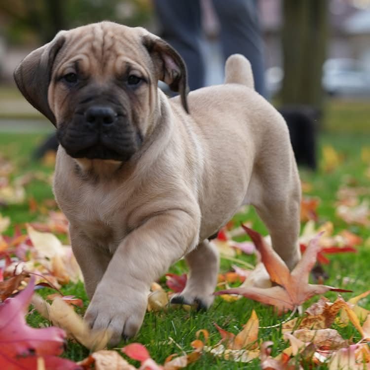 Diesel — BoerBoel puppy