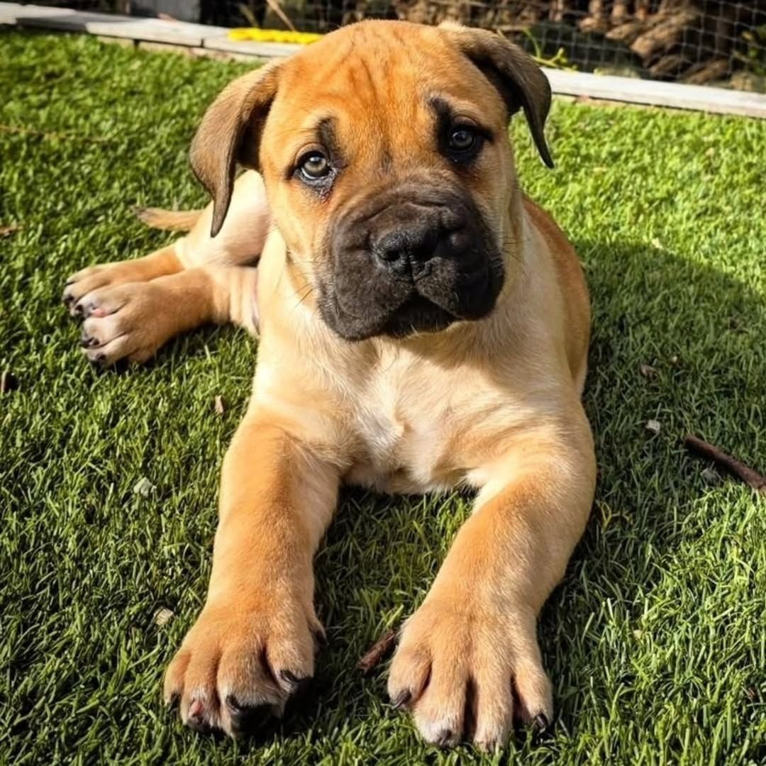 Dutch — BoerBoel puppy