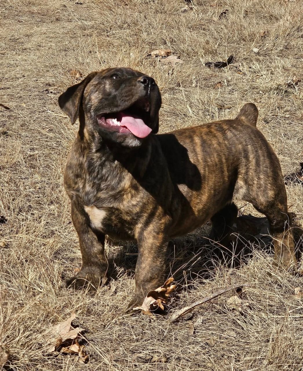 Havoc — BoerBoel puppy