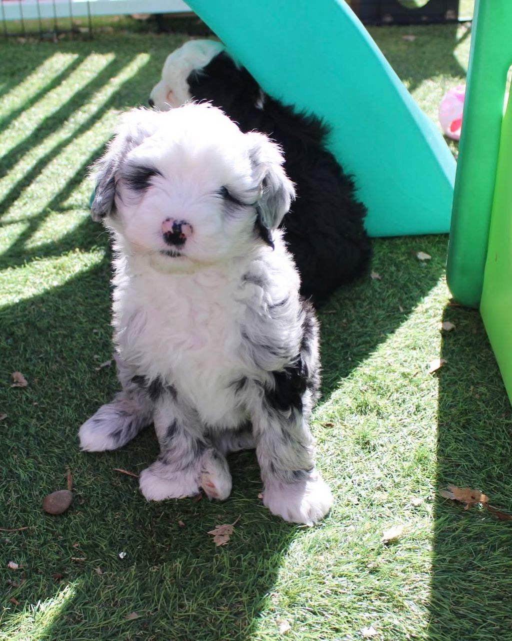 Hazel — Mini Sheepaboerboel puppy