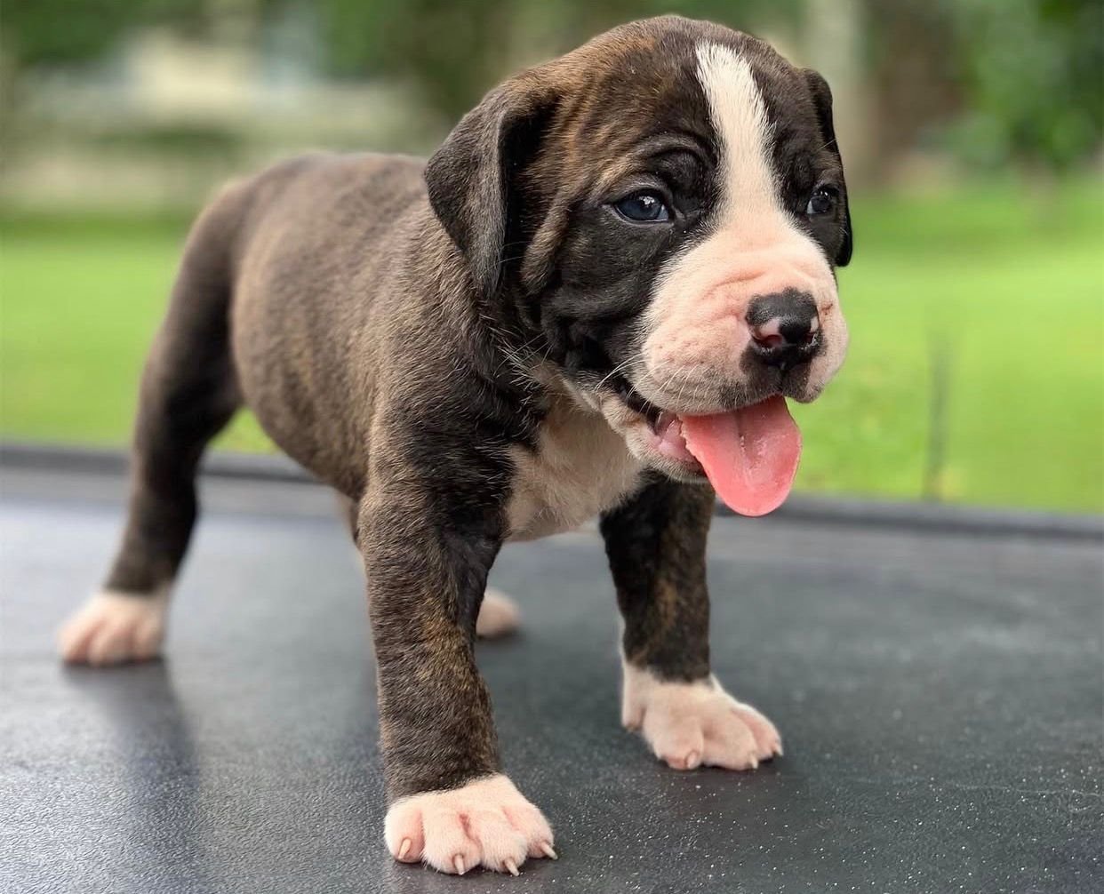 Hilda — BoerBoel puppy