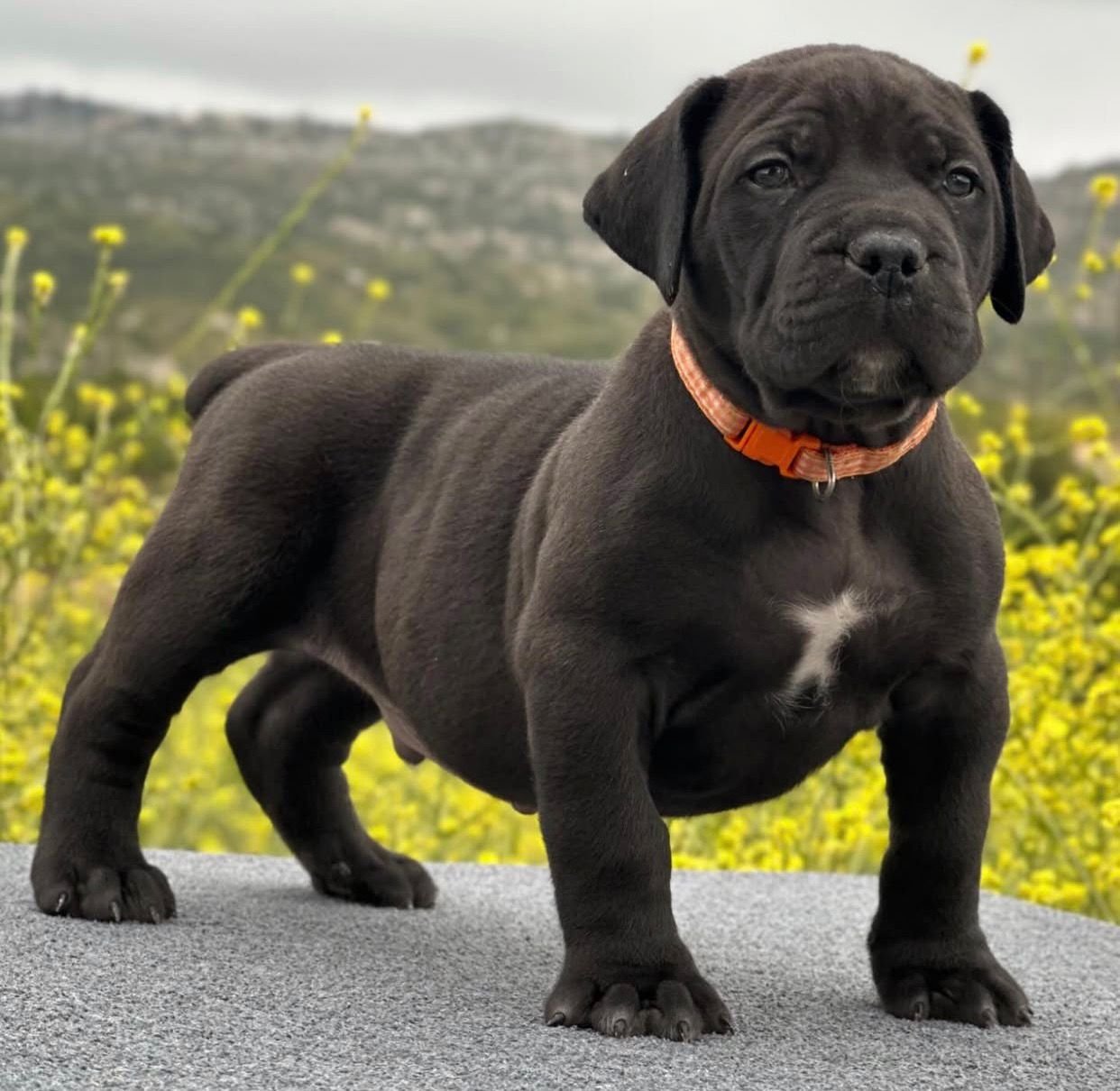 Jack — BoerBoel puppy