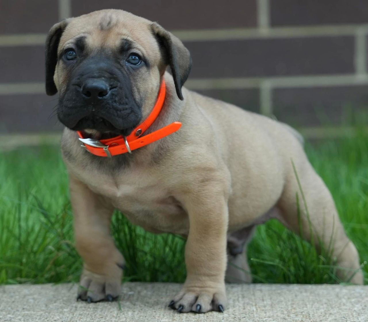 Khan — BoerBoel puppy