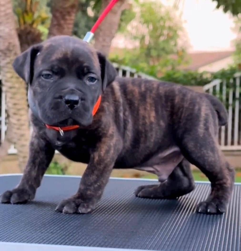 Kodak — BoerBoel puppy