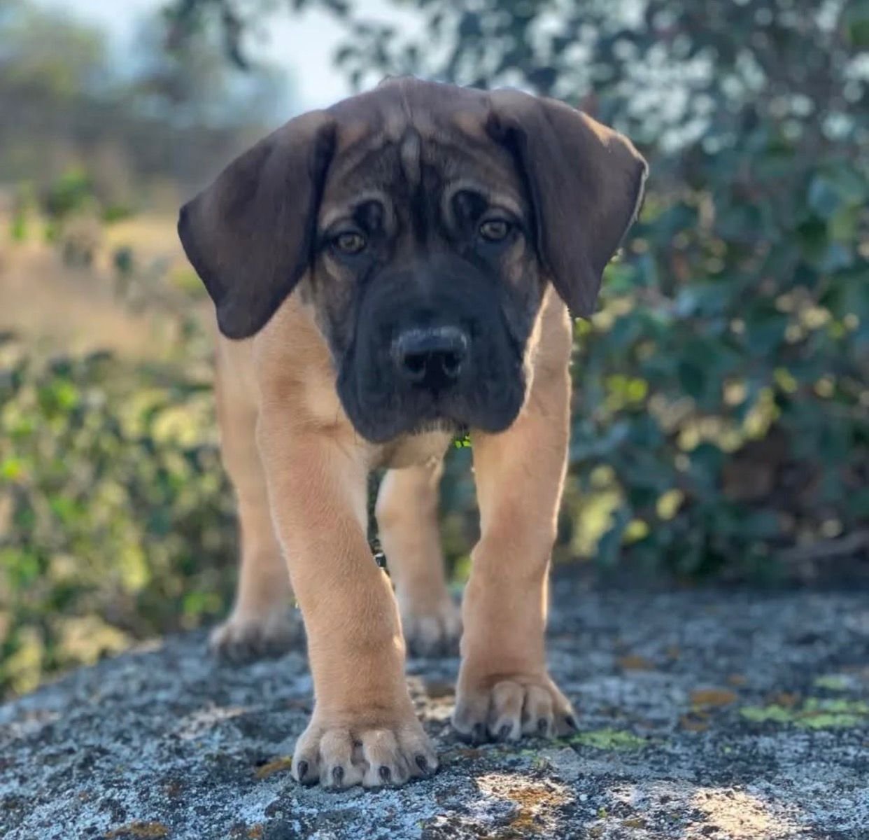Kong — BoerBoel puppy