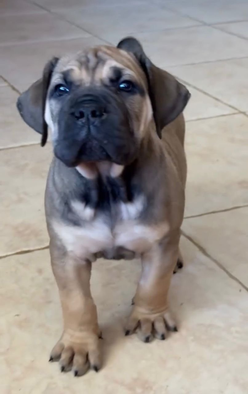 Legatha — BoerBoel