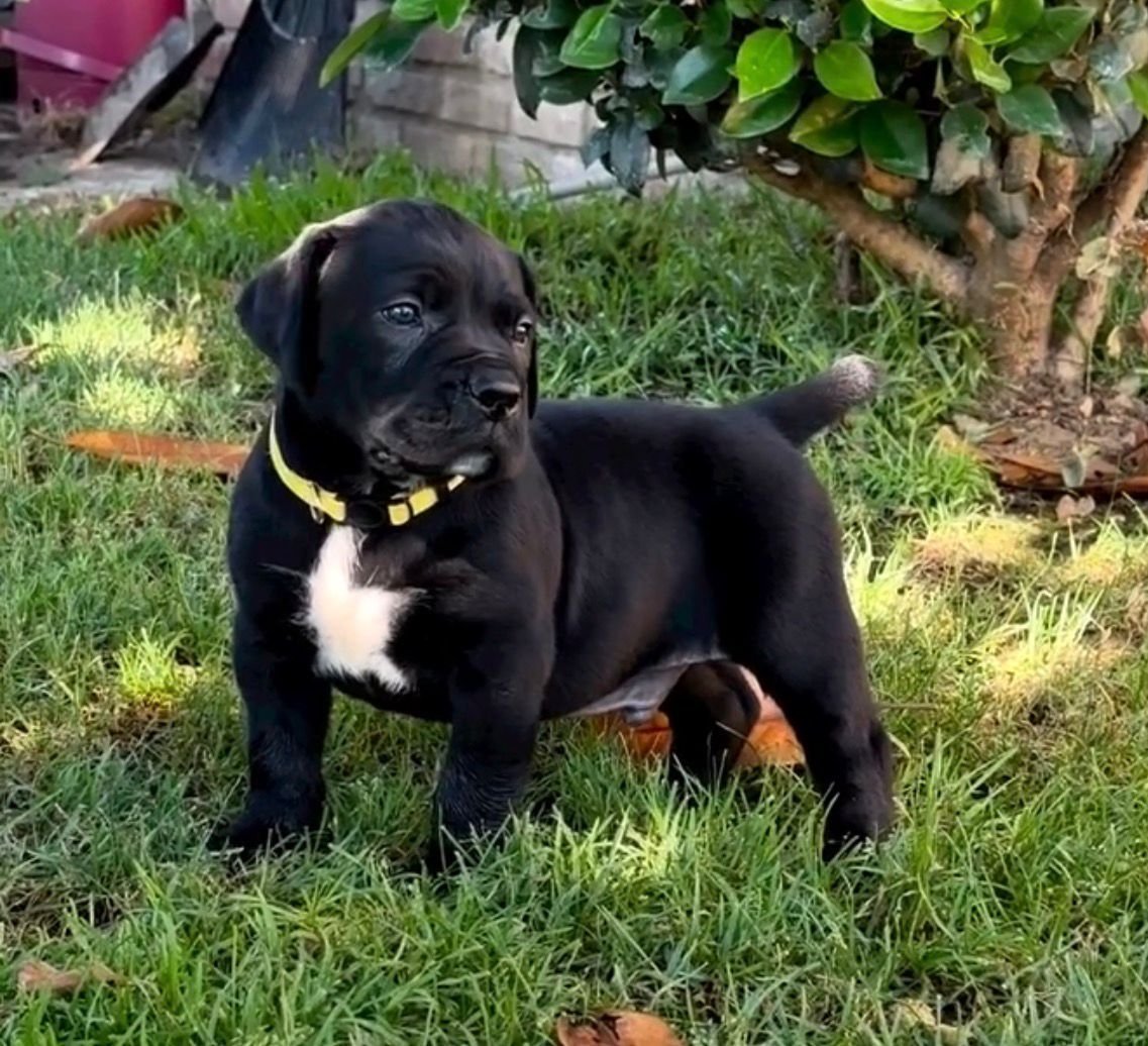 Lobo — BoerBoel puppy