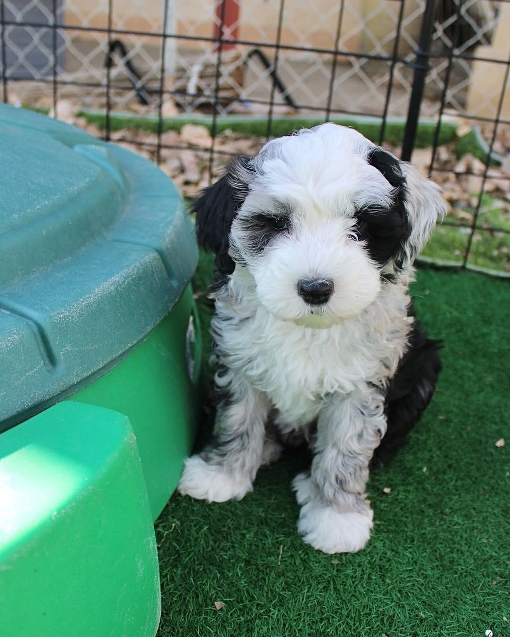 Luna — Sheepaboerboel puppy