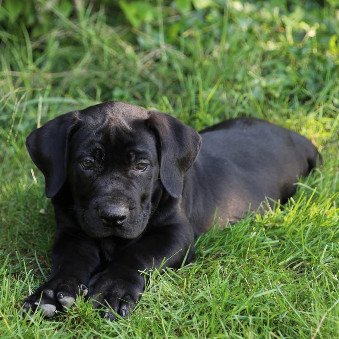 Magnum — BoerBoel