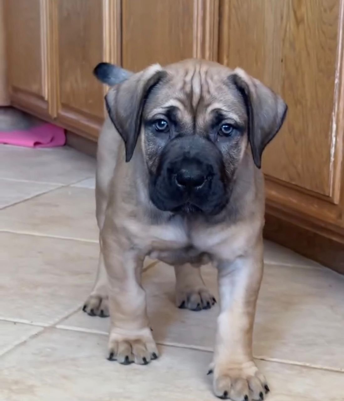 Mandee — BoerBoel