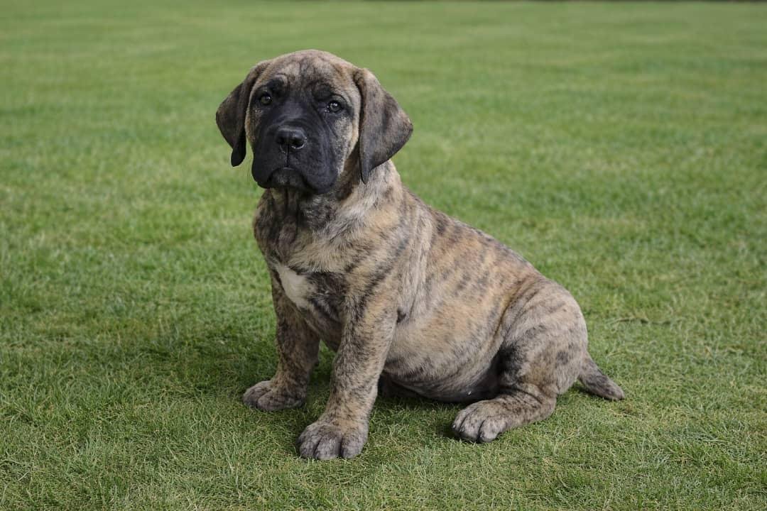 Martha — BoerBoel