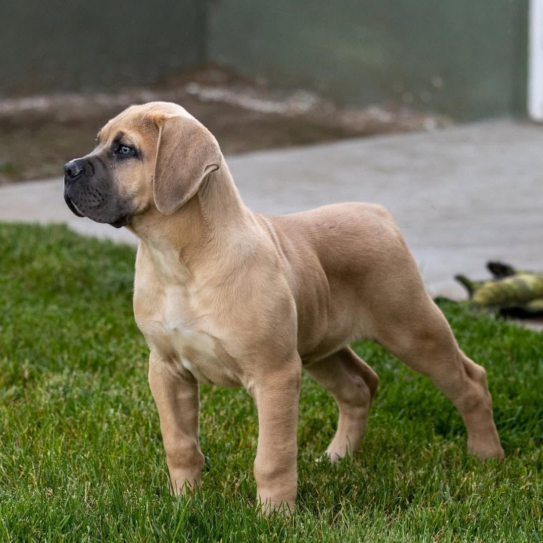 Nala — BoerBoel puppy