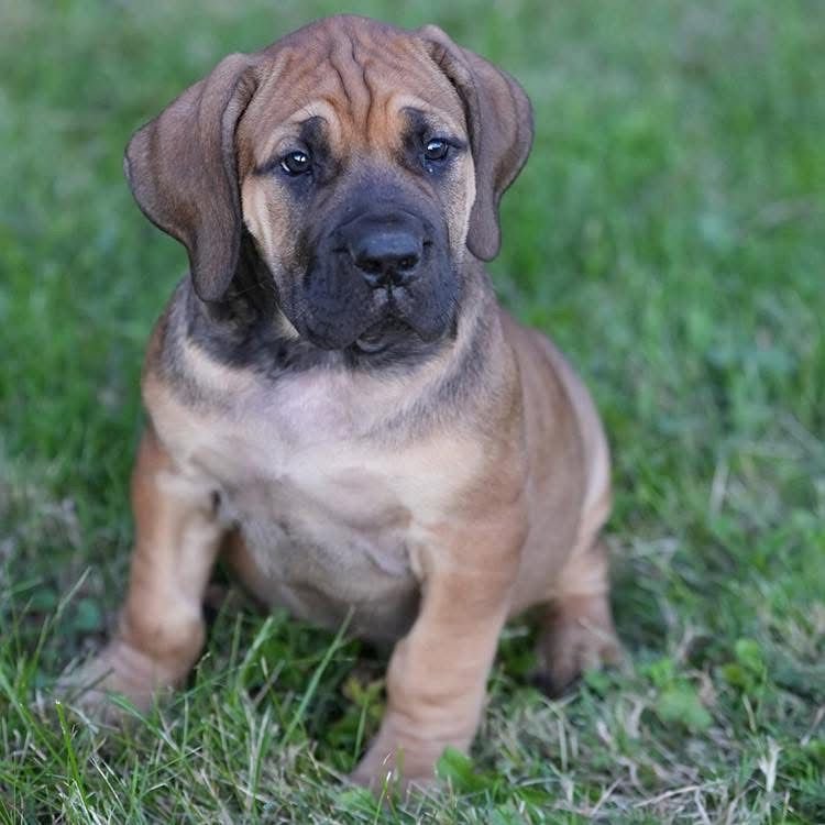 Nova — BoerBoel puppy