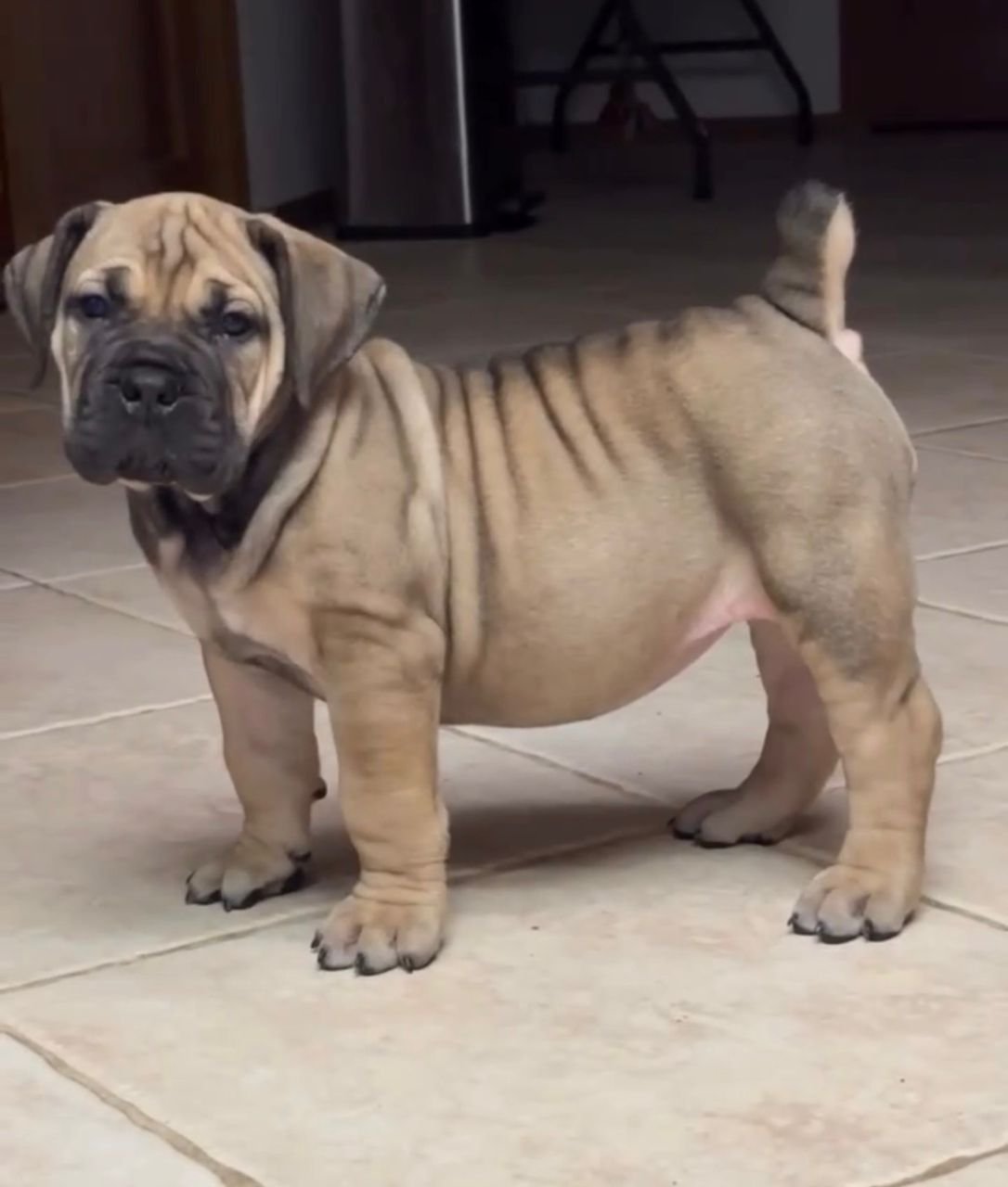 Rena — BoerBoel