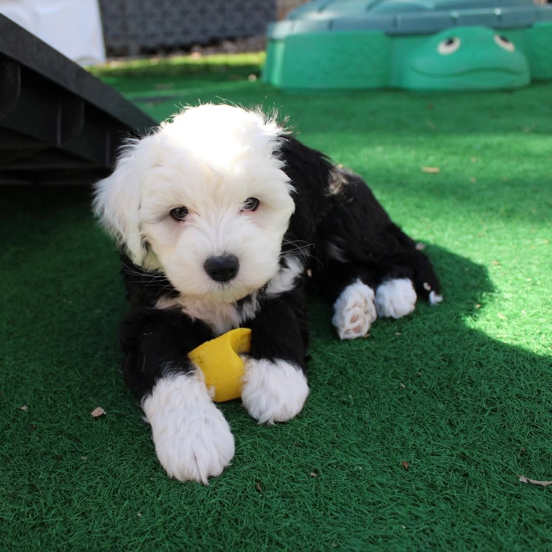 Rocky — Mini Sheepaboerboel puppy