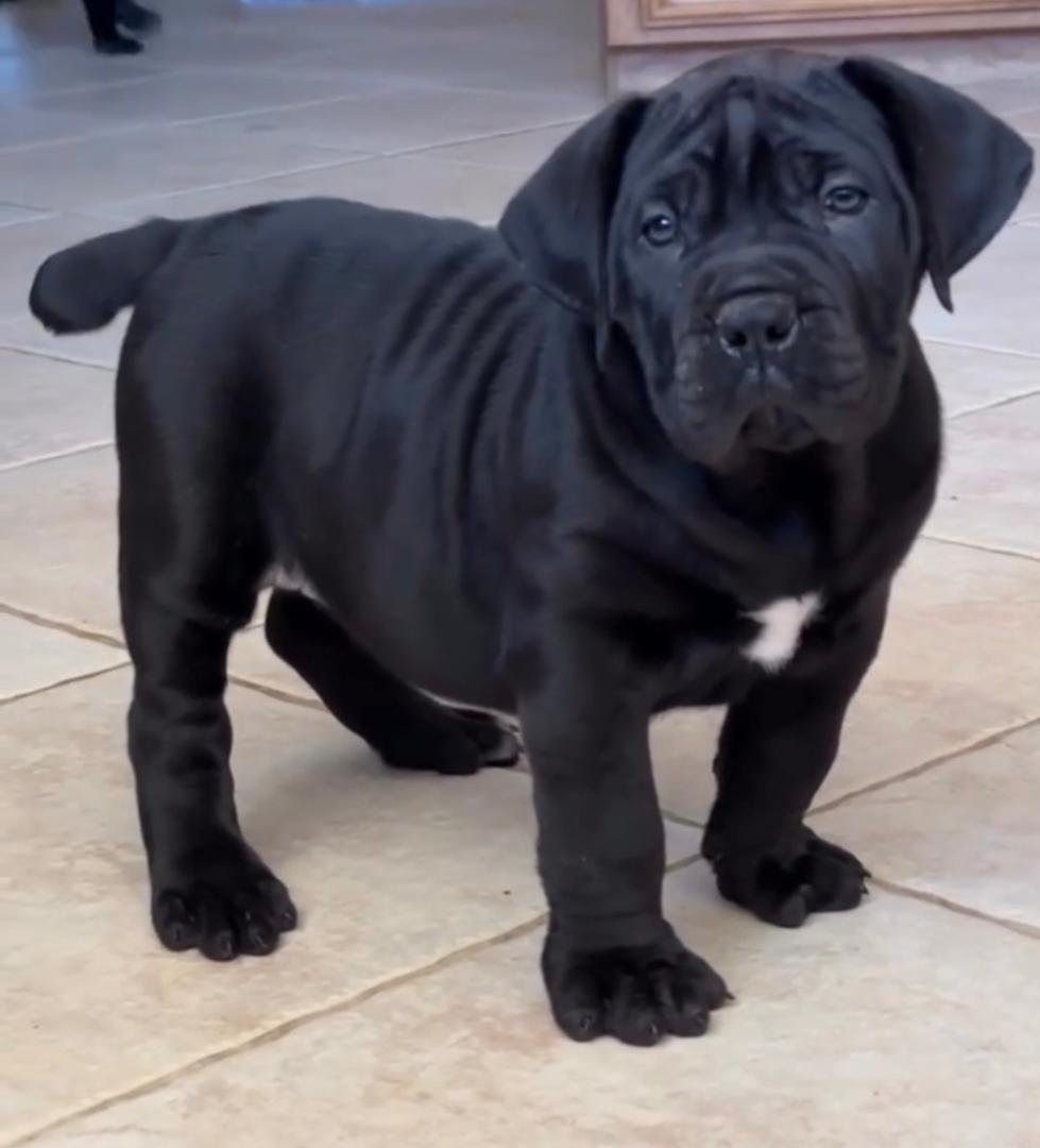 Sabrina — BoerBoel