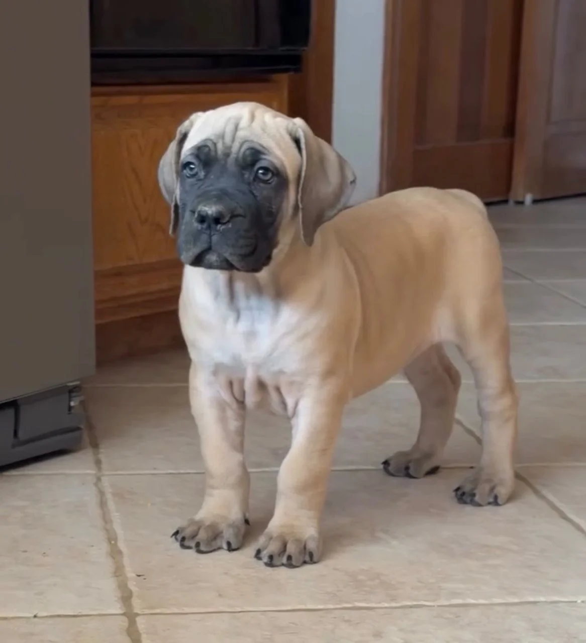Serah — BoerBoel
