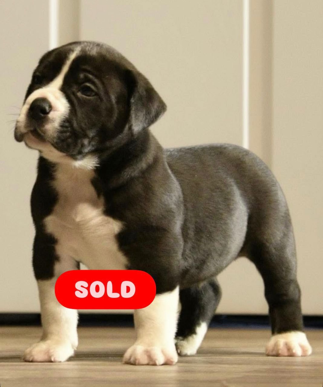 Sheba — BoerBoel puppy 1