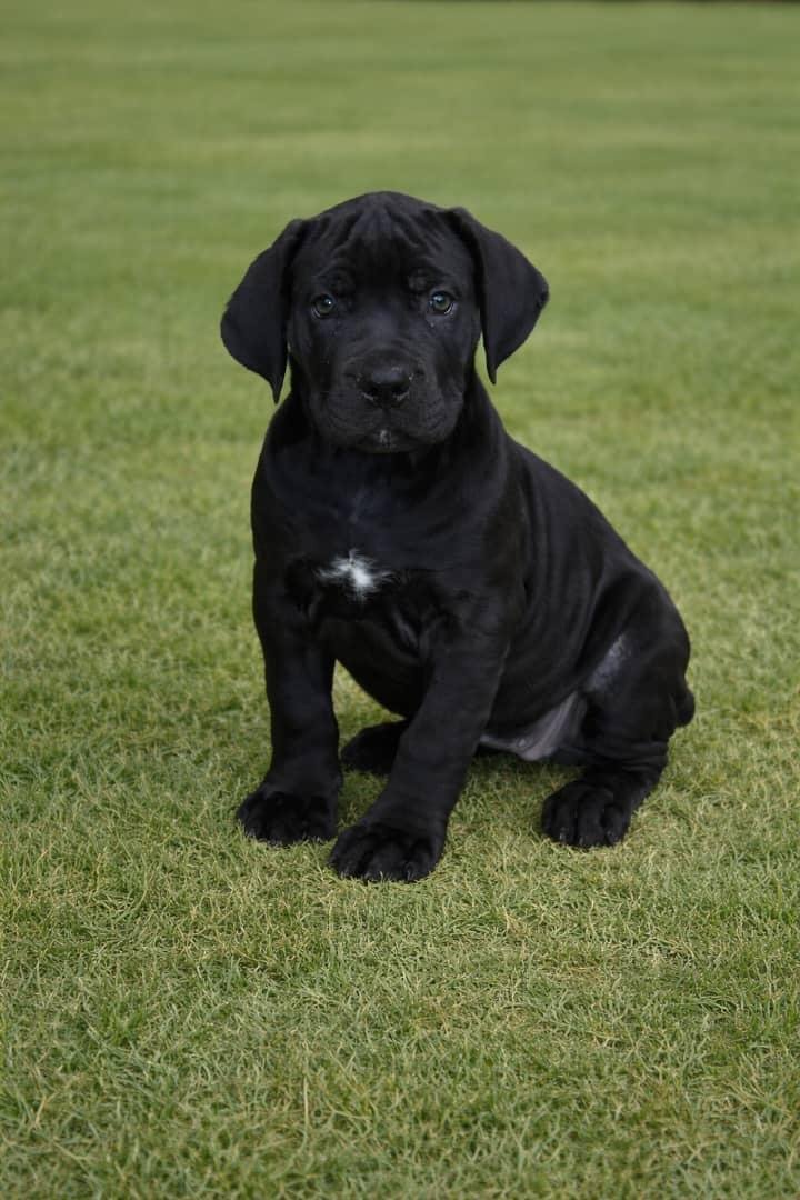 Tasha — BoerBoel puppy 1
