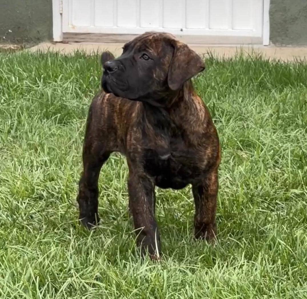 Valkyrie — BoerBoel