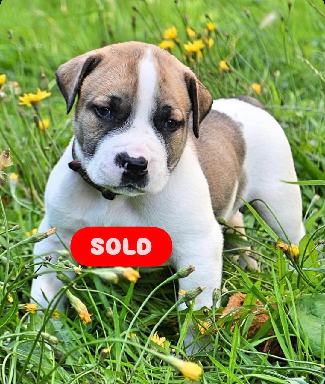 Vito — BoerBoel puppy