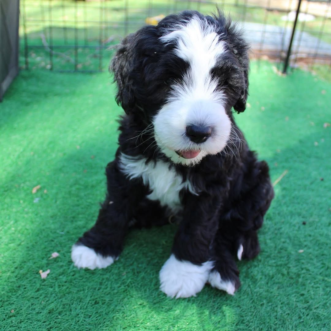 Willow — Sheepaboerboel puppy