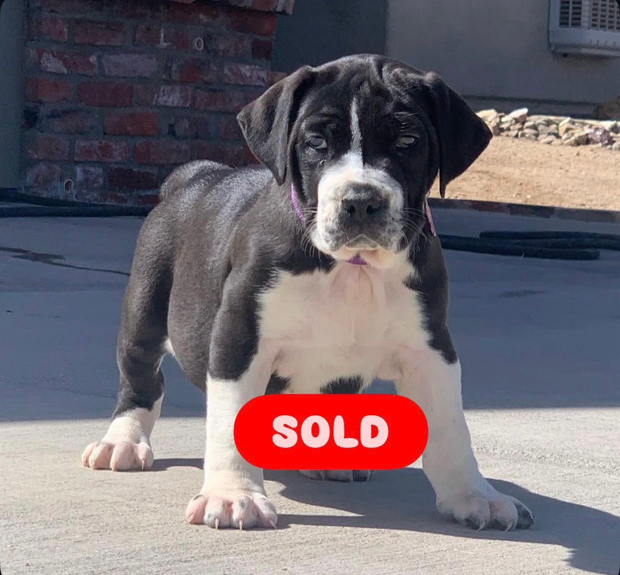 Xena — BoerBoel puppy